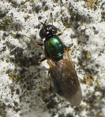 Réf. 243 772 : Chloromyia formosa